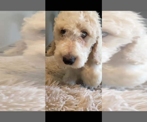 Medium Photo #14 Poodle (Standard) Puppy For Sale in COLUMBIA, SC, USA