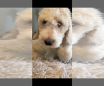 Small Photo #14 Poodle (Standard) Puppy For Sale in COLUMBIA, SC, USA