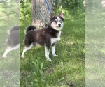 Small Photo #1 Alaskan Klee Kai-Pomsky Mix Puppy For Sale in STAPLES, MN, USA