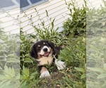 Small Australian Shepherd