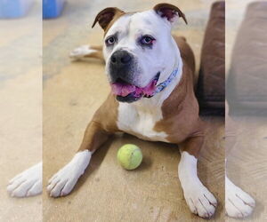 Violet Beauregarde Lonestar - Female Boxer-Unknown Mix Dog for Adoption - Photo #6