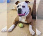 Small #5 Boxer Mix