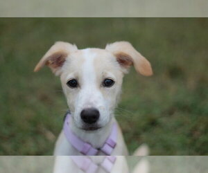 Feist Terrier-Jack Russell Terrier Mix Dogs for adoption in Cookeville, TN, USA