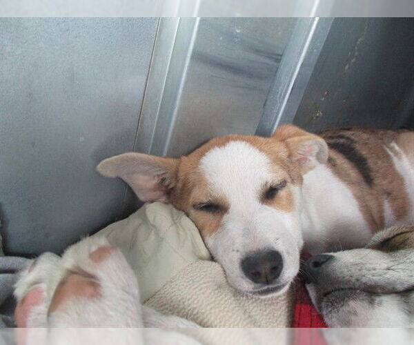 Medium Photo #1 Siberian Husky Puppy For Sale in Ocala, FL, USA