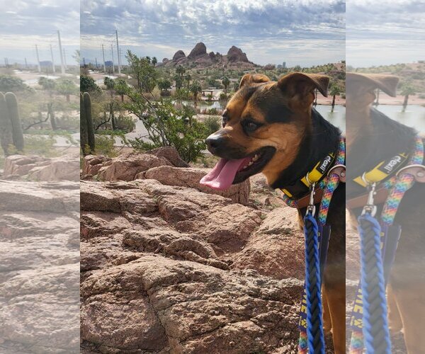 Medium Photo #5 Rottweiler-Unknown Mix Puppy For Sale in phoenix, AZ, USA