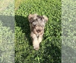 Small #8 Schnauzer (Miniature)