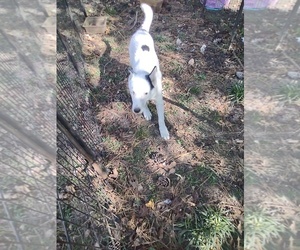Siberian Husky Puppy for sale in FLORENCE, SC, USA