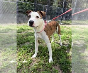 Staffordshire Bull Terrier-Unknown Mix Dogs for adoption in Naples, FL, USA