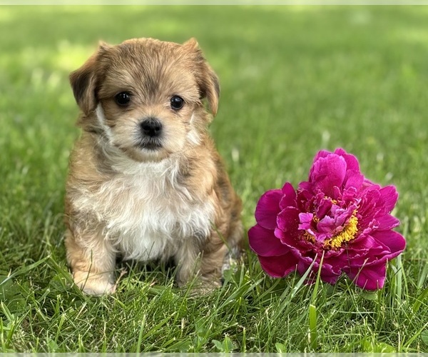 Medium Photo #3 Morkie Puppy For Sale in ROCK STREAM, NY, USA