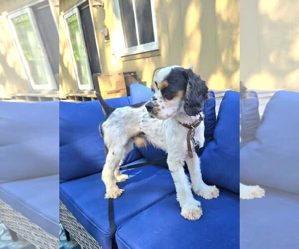 Medium Photo #2 Cocker Spaniel Puppy For Sale in Belleuve, NE, USA