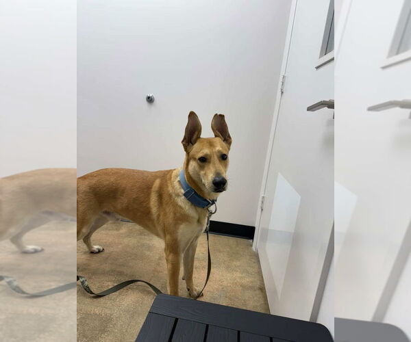 Medium Photo #3 German Shepherd Dog-Unknown Mix Puppy For Sale in Oak Bluffs, MA, USA