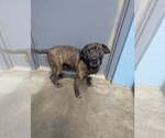 Small #3 Mutt