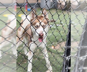 Siberian Husky Dogs for adoption in Fremont, CA, USA