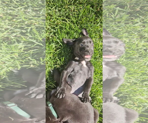 Medium Photo #2 Labrador Retriever-Unknown Mix Puppy For Sale in MIDWAY, UT, USA