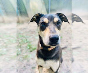 Rottweiler-Unknown Mix Dogs for adoption in Munford, TN, USA