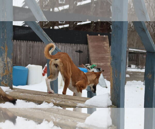 Medium Photo #18 Saluki-Whippet Mix Puppy For Sale in Sebec, ME, USA