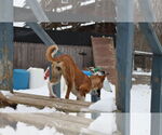 Small #17 Saluki-Whippet Mix