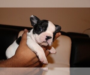 French Bulldog Puppy for sale in HOUSTON, TX, USA