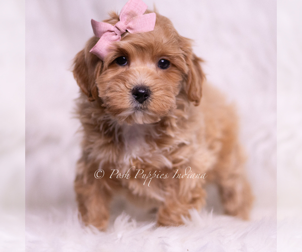 Medium Photo #54 Maltipoo (Toy) Puppy For Sale in WARSAW, IN, USA