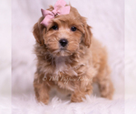 Small Photo #54 Maltipoo (Toy) Puppy For Sale in WARSAW, IN, USA