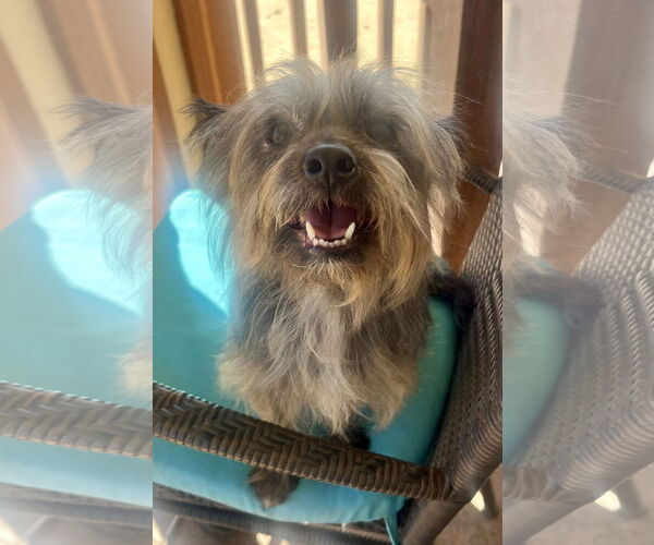 Medium Photo #4 Mutt Puppy For Sale in Lancaster, CA, USA