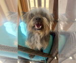 Small #3 Mutt