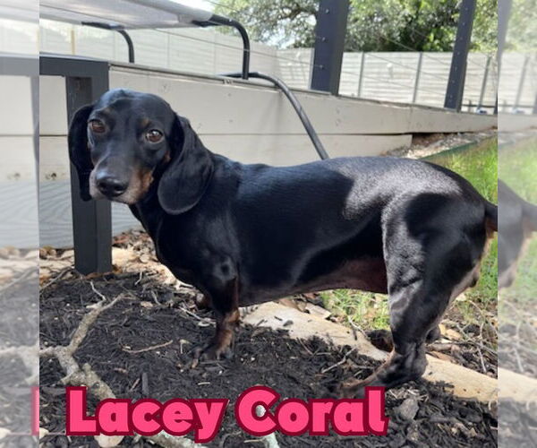 Medium Photo #6 Dachshund Puppy For Sale in San Antonio, TX, USA