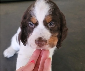 English Springer Spaniel Puppy for sale in NORTH, SC, USA