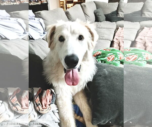 Medium Photo #9 Great Pyredane Puppy For Sale in Spring, TX, USA
