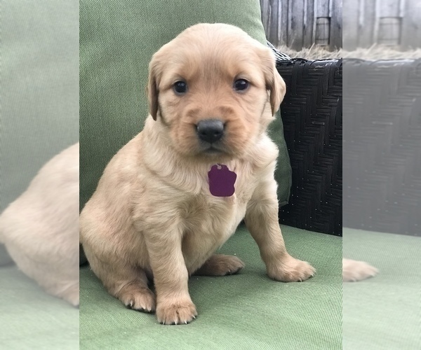 Medium Photo #2 Golden Retriever Puppy For Sale in SONORA, KY, USA