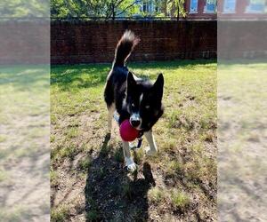 Alaskan Malamute Dogs for adoption in Boston, MA, USA