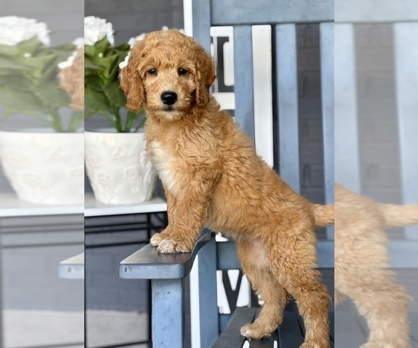 Medium Photo #2 Goldendoodle Puppy For Sale in FRANKLIN, IN, USA