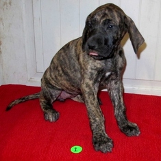 Great Dane Puppy for sale in CANNON INTERNATIONAL AIRPORT, NV, USA