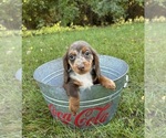 Small #2 Dachshund
