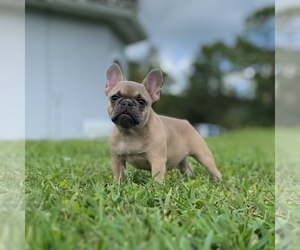 French Bulldog Puppy for sale in LABELLE, FL, USA