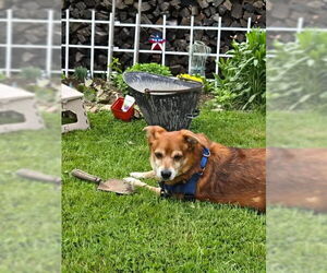 Chihuahua-Unknown Mix Dogs for adoption in Sayreville, NJ, NJ, USA
