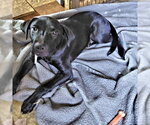 Small #2 Mutt