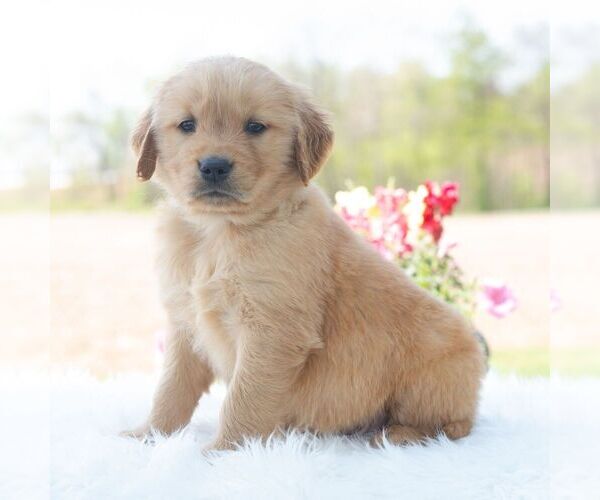 Medium Photo #6 Golden Retriever Puppy For Sale in NEWPORT, PA, USA