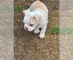 Puppy Linc Faux Frenchbo Bulldog