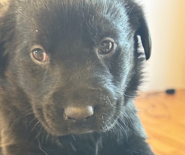 Medium Photo #1 Labrador Retriever Puppy For Sale in CLINTWOOD, VA, USA