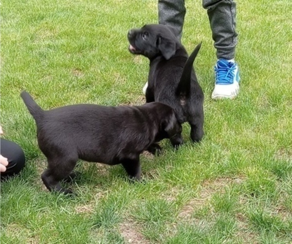 Medium Photo #5 Labrador Retriever Puppy For Sale in ORANGE, MA, USA