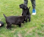 Small Photo #5 Labrador Retriever Puppy For Sale in ORANGE, MA, USA