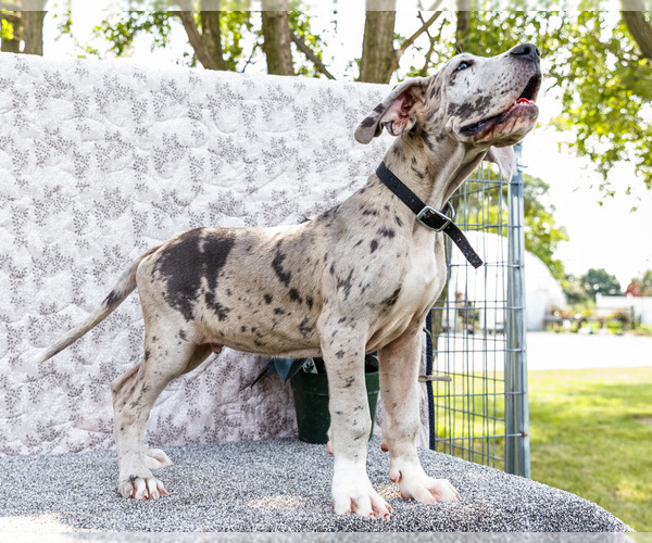 Medium Photo #6 Great Dane Puppy For Sale in WAKARUSA, IN, USA
