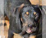 Small Coonhound Mix