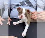 Puppy 0 Boston Terrier