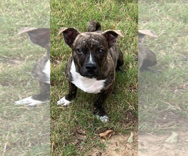 Medium Photo #1 American Pit Bull Terrier-Dachshund Mix Puppy For Sale in Texarkana, TX, USA