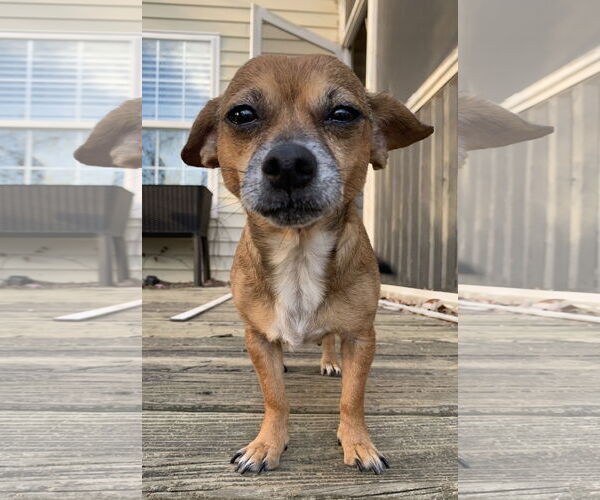 Medium Photo #1 Chihuahua-Unknown Mix Puppy For Sale in Holly Springs, NC, USA