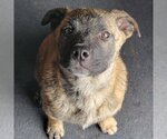 Small Photo #2 Mastiff Puppy For Sale in Laramie, WY, USA