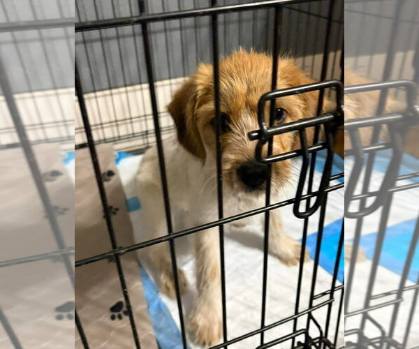 Medium Photo #2 Mutt Puppy For Sale in Grafton, WI, USA