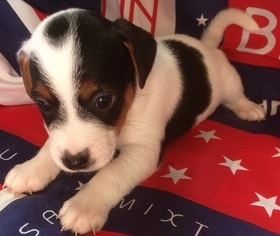 Jack Russell Terrier Puppy for sale in Menton, Provence-Alpes-Cote d'Azur, France